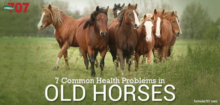 7 Common Health Problems in Senior Horses