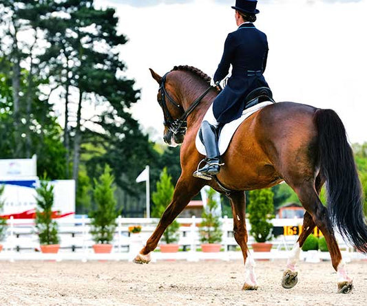 All About Dressage