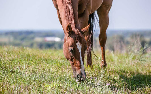 Grazing chestnut horse on pasture