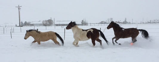 Winter Horse Management Ideas