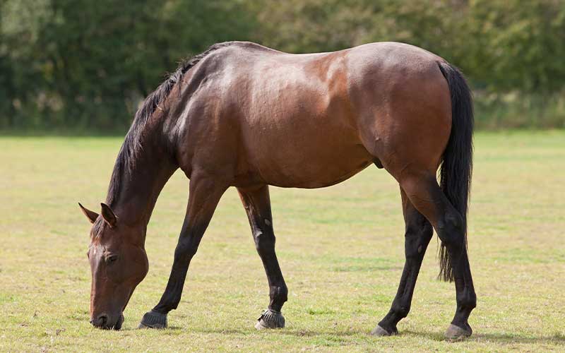 bay horse grazing