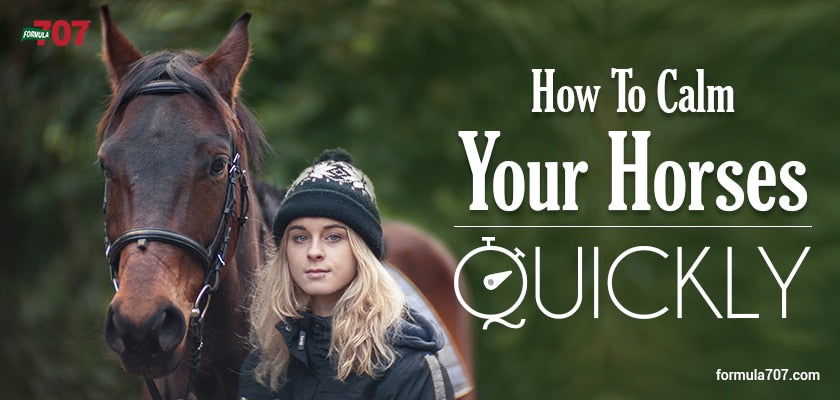 How To Calm Your Horses Quickly