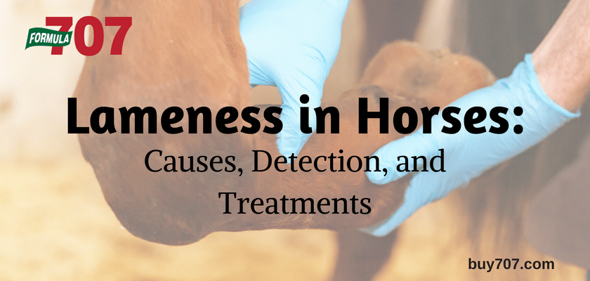 Lameness in Horses: Causes, Detection, and Treatments (buy707.com)