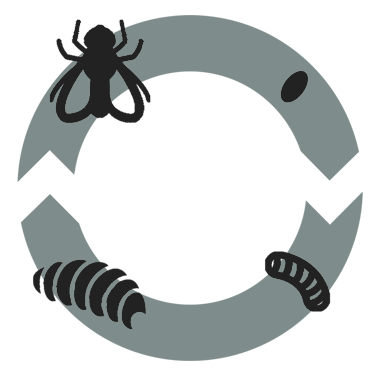 Alt image