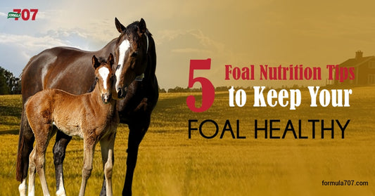 5 Foal Nutrition Tips to Keep Your Foal Healthy