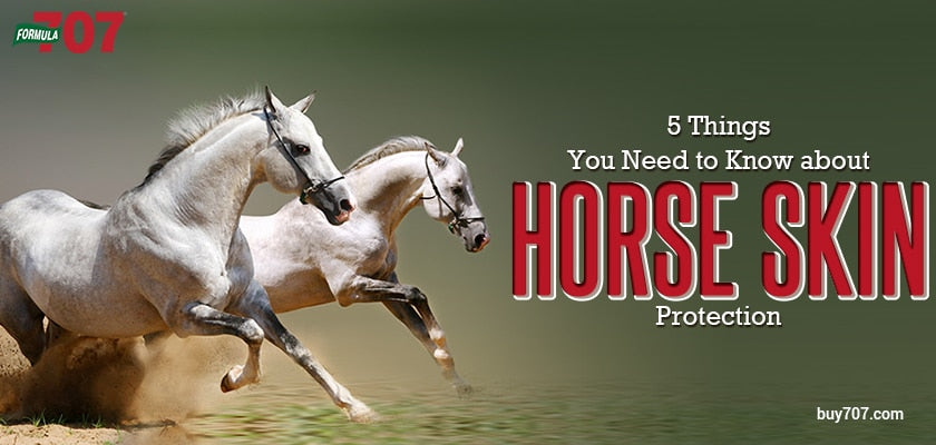 5 Things You Need to Know about Horse Skin Protection