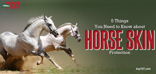 5 Things You Need to Know about Horse Skin Protection