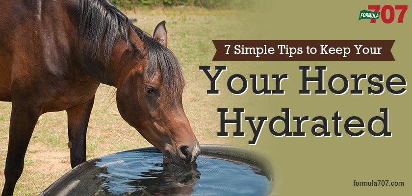 7 Simple Tips to Keep Your Horse Hydrated