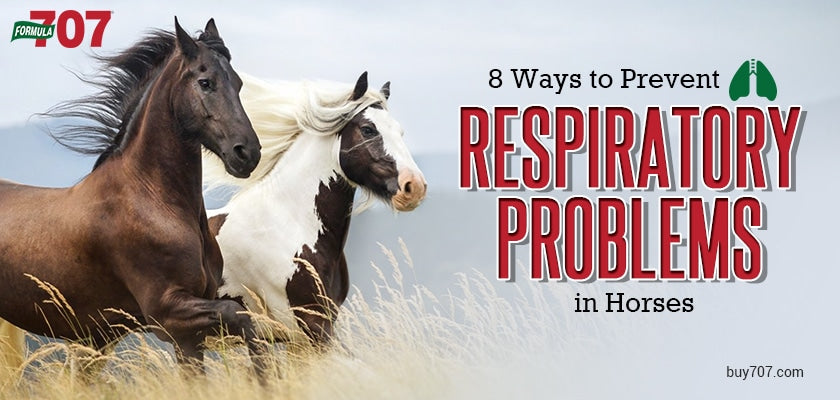 8 Ways To Prevent Respiratory Problems In Horses