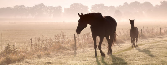 Help for Nervous, High-Strung, or Muscle-Tight Horses