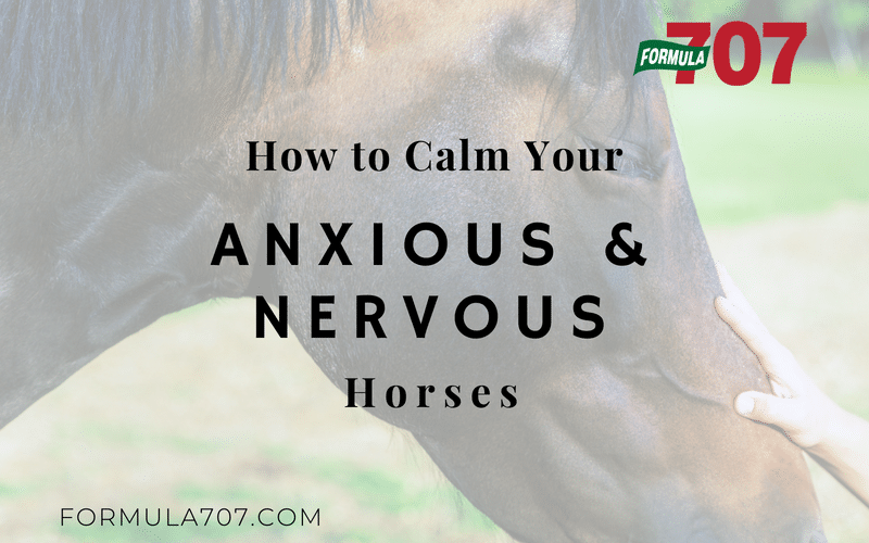 How to Calm Your Anxious and Nervous Horses