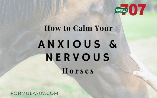 How to Calm Your Anxious and Nervous Horses