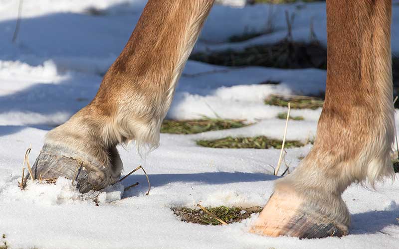 Horse Hoof Care in Winter Months