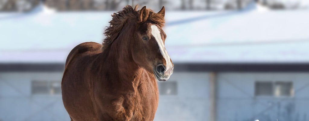 Lameness in Horses: Symptoms, Discovery and Recovery