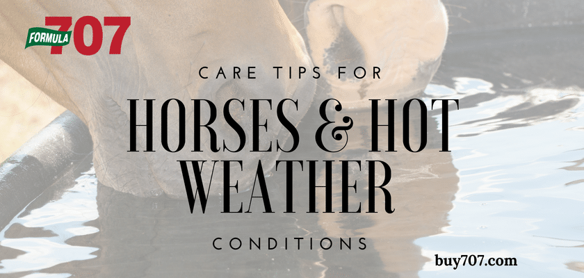 Care Tips for Horses and Hot Weather Conditions