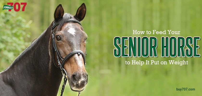 How to Feed Your Senior Horse to Help It Put on Weight