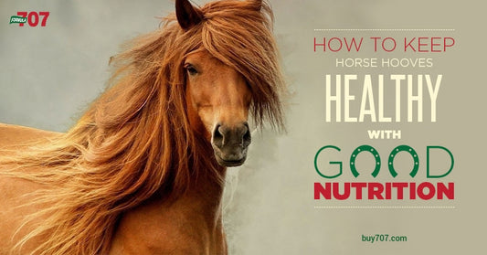 How to Keep Horse Hooves Healthy with Good Nutrition