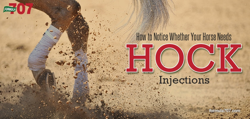 How to Notice Whether Your Horse Needs Hock Injections – Formula 707®