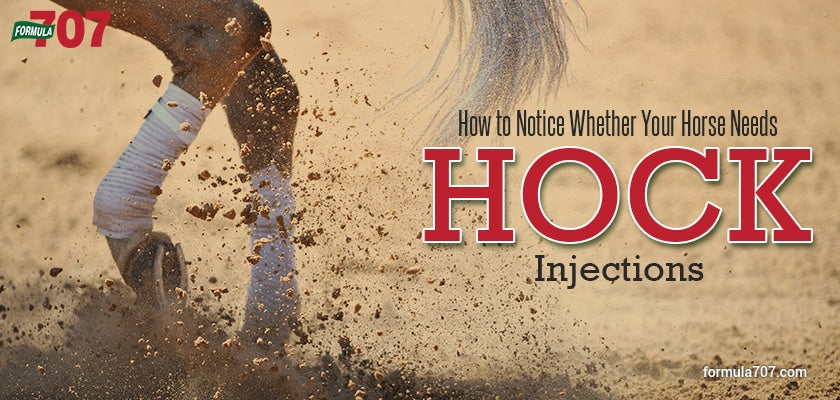 How to Notice Whether Your Horse Needs Hock Injections