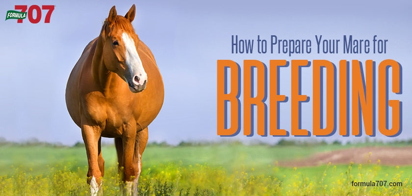 How to Prepare Your Mare for Breeding