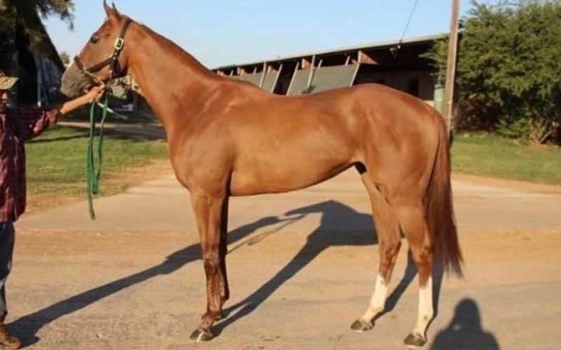 A chestnut Thoroughbred mare in racing condition