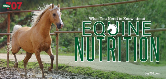 Equine Nutrition