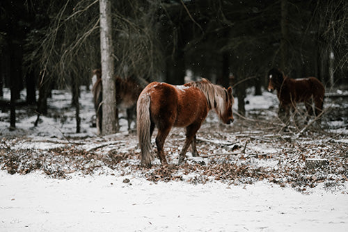 Tips for Safely Riding Horses in the Mountains