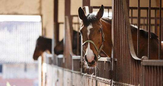 10 Tips for Boarding Your Horse | Part 2