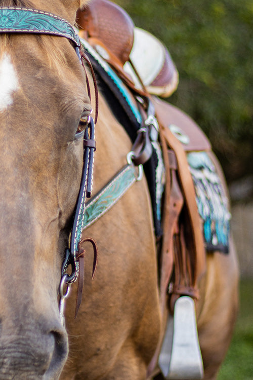 Tips For Adopting Your First Mustang