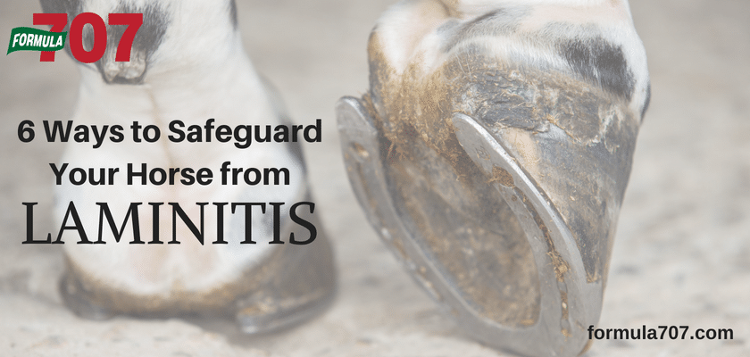 6 Ways to Safeguard Your Horse from Laminitis