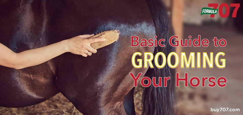 A Basic Guide to Grooming Your Horse