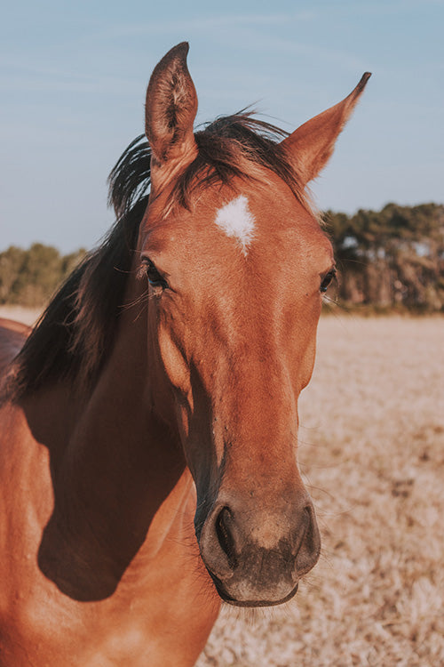 5 Things To Remember Before Showing a Horsemanship Pattern