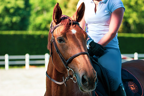 Riding in a Cross Country Pair Pace