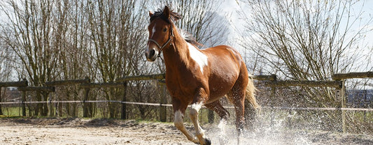 Rain Day Horse Activities