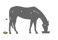 MultiFly Feed-Thru : Granulés Contre Les Mouches Pour Chevaux (sac De 2,27 Kg) – Appétent Et Sûr