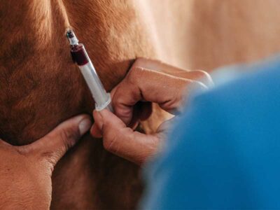 Man drawing blood from horse