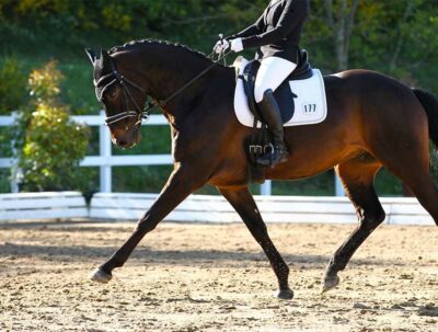 Bay dressage horse trotting with rider.