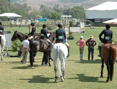 Hunter jumper horses waiting for a class at a horse show